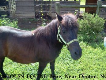 STOLEN EQUINE Bebe, Near Denton, NC, 27239