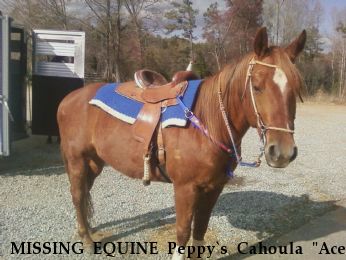 MISSING EQUINE Peppy`s Cahoula "Ace", Near mt. holly, NC, 28120