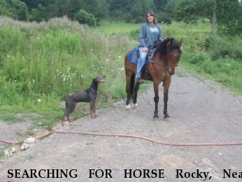 SEARCHING FOR HORSE Rocky, Near barnsville , OH, 43713