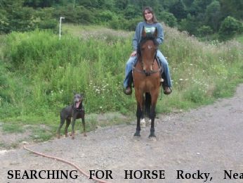 SEARCHING FOR HORSE Rocky, Near barnsville , OH, 43713