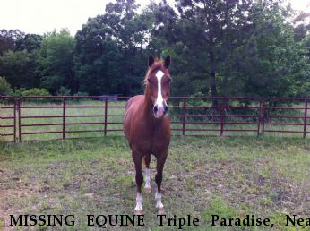 MISSING EQUINE Triple Paradise, Near Kenly , NC, 27542