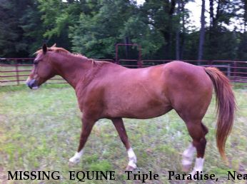 MISSING EQUINE Triple Paradise, Near Kenly , NC, 27542