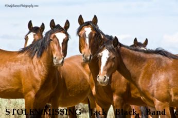 STOLEN/MISSING Jack Black Band of Mustang Near San Luis, CO, 81152