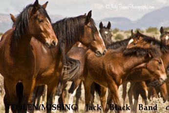 STOLEN/MISSING Jack Black Band of Mustang Near San Luis, CO, 81152