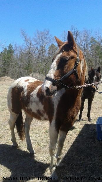 SEARCHING HORSE HISTORY Crystal Blue, Near Honeybrook, PA, 08312