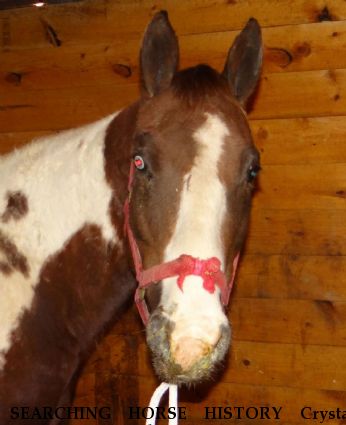 SEARCHING HORSE HISTORY Crystal Blue, Near Honeybrook, PA, 08312