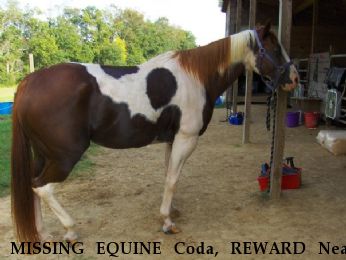 MISSING EQUINE Coda, REWARD Near Buffalo Junction, VA, 24529