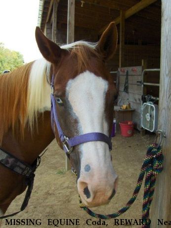 MISSING EQUINE Coda, REWARD Near Buffalo Junction, VA, 24529