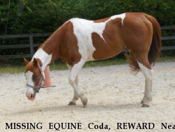 MISSING EQUINE Coda, REWARD Near Buffalo Junction, VA, 24529