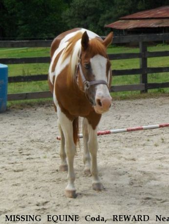 MISSING EQUINE Coda, REWARD Near Buffalo Junction, VA, 24529