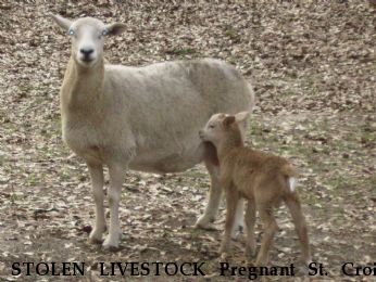 STOLEN LIVESTOCK Pregnant St. Croix Ewes, Near GRADY, AL, 36036