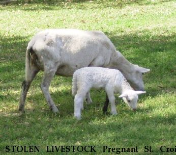 STOLEN LIVESTOCK Pregnant St. Croix Ewes, Near GRADY, AL, 36036