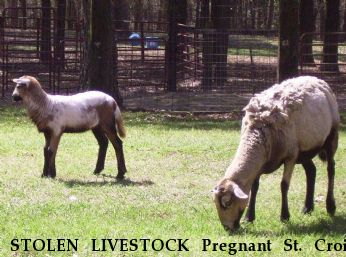 STOLEN LIVESTOCK Pregnant St. Croix Ewes, Near GRADY, AL, 36036