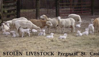 STOLEN LIVESTOCK Pregnant St. Croix Ewes, Near GRADY, AL, 36036