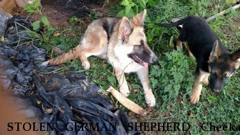 STOLEN GERMAN SHEPHERD Cheeka,  Near meherrin, VA, 23954