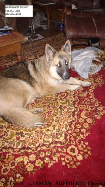 STOLEN GERMAN SHEPHERD Cheeka,  Near meherrin, VA, 23954