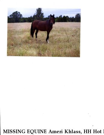 MISSING EQUINE Ameri Khlass, HH Hot N Spicy, REWARD  Near Cottonwood, CA, 96022