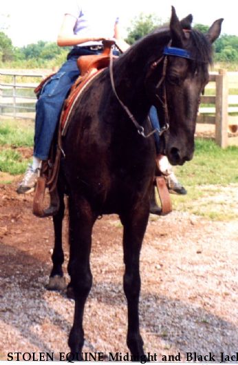 STOLEN EQUINE Midnight and Black Jack, RECOVERED 2002  Near Waynesville, OH, 45068