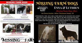 MISSING FARM DOG Enya, Luthien REWARD December 2016 Near Bolivar, OH, 44612