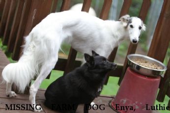 MISSING FARM DOG Enya, Luthien REWARD December 2016 Near Bolivar, OH, 44612