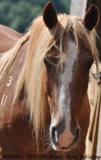 MISSING EQUINE Rose,  Near LaGrange, GA, 30241