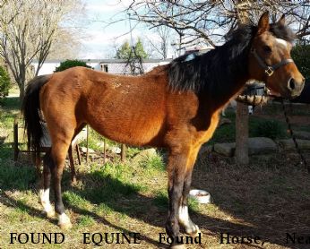 FOUND EQUINE Found Horse,  Near Smyrna, SC, 29743