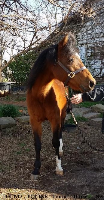 FOUND EQUINE Found Horse,  Near Smyrna, SC, 29743