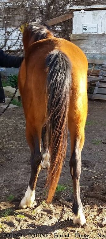 FOUND EQUINE Found Horse,  Near Smyrna, SC, 29743