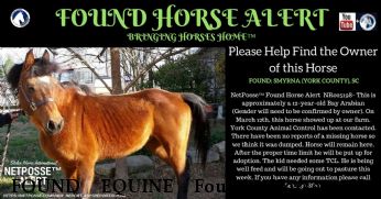 FOUND EQUINE Found Horse,  Near Smyrna, SC, 29743