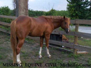 MISSING EQUINE CIVIL Michelle-Comet  Near ansonia, CT, 06401