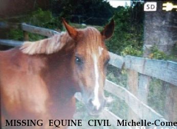 MISSING EQUINE CIVIL Michelle-Comet  Near ansonia, CT, 06401