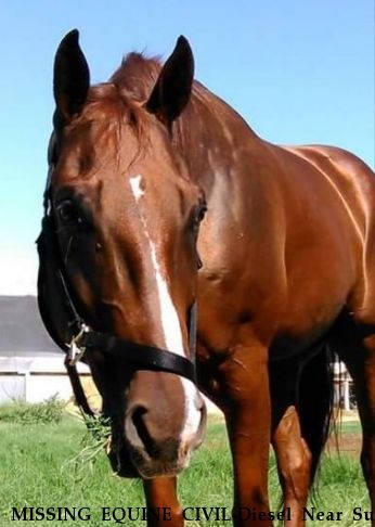 MISSING EQUINE CIVIL-Diesel Near Sun city, AZ, 85351