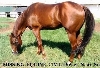 MISSING EQUINE CIVIL-Diesel Near Sun city, AZ, 85351