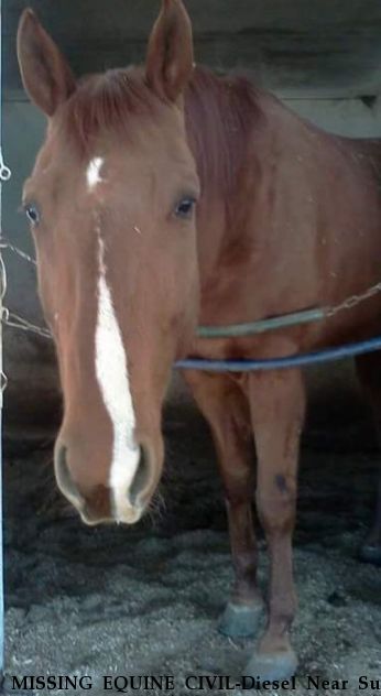 MISSING EQUINE CIVIL-Diesel Near Sun city, AZ, 85351