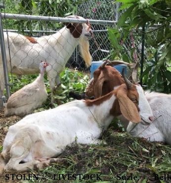 STOLEN LIVESTOCK Suzie, Belle, Theodore REWARD  Near Loxahatchee, FL, 33470