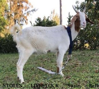 STOLEN LIVESTOCK Suzie, Belle, Theodore REWARD  Near Loxahatchee, FL, 33470