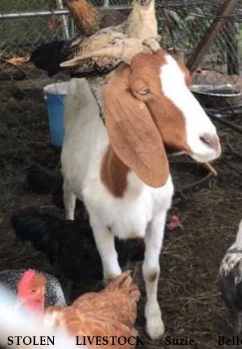 STOLEN LIVESTOCK Suzie, Belle, Theodore REWARD  Near Loxahatchee, FL, 33470