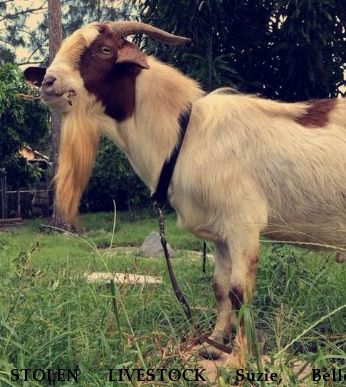 STOLEN LIVESTOCK Suzie, Belle, Theodore REWARD  Near Loxahatchee, FL, 33470