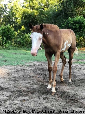 MISSING EQUINE Athena, Near Elloree , SC, 29047