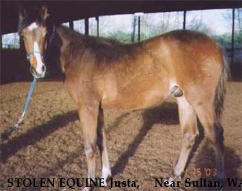 STOLEN EQUINE Justa,+++ Near Sultan, WA, 00000