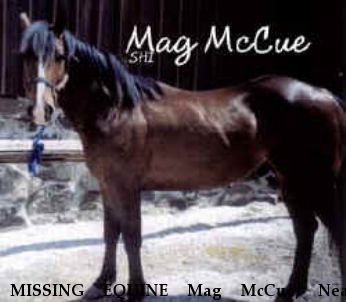 MISSING EQUINE Mag McCue, Near Okeechobee, FL, 00000