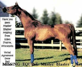 MISSING EQUINE Master Blaster , Near Rogers, MN, 00000