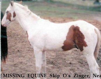 MISSING EQUINE Skip O`s Zinger, Near Inver Grove Heights, MN, 00000