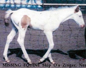 MISSING EQUINE Skip O`s Zinger, Near Inver Grove Heights, MN, 00000
