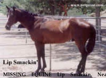 MISSING EQUINE Lip Smackin, Near Albuquerque, NM, 00000