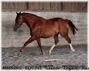 MISSING EQUINE Grande Legacy, Near New Holland, PA, 00000