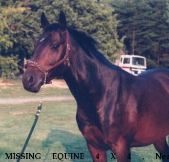 MISSING EQUINE 4 X 4 , Near Charlottesville, VA, 00000