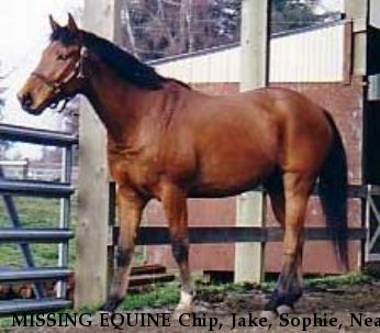 MISSING EQUINE Chip, Jake, Sophie, Near unknown, WA, 00000