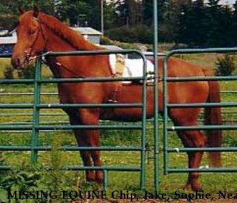 MISSING EQUINE Chip, Jake, Sophie, Near unknown, WA, 00000