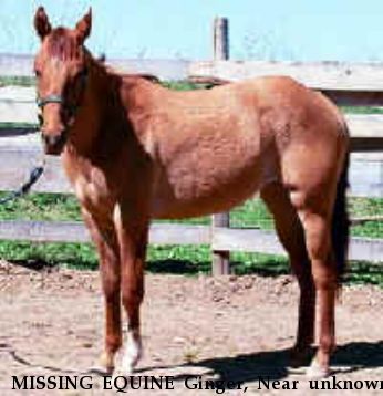 MISSING EQUINE Ginger, Near unknown, WI, 54481